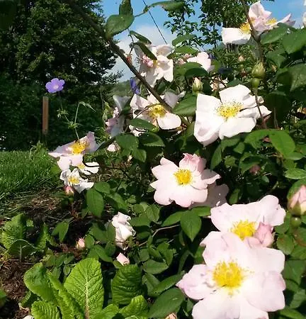 Giardino Sospeso *